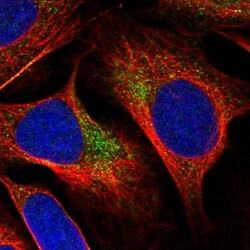 YAE1 Antibody, Novus Biologicals 0.1mL; Unlabeled:Antibodies, Polyclonal